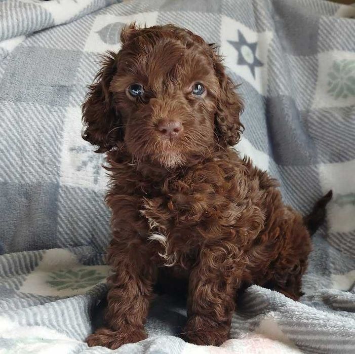 Cockapoo chocolate