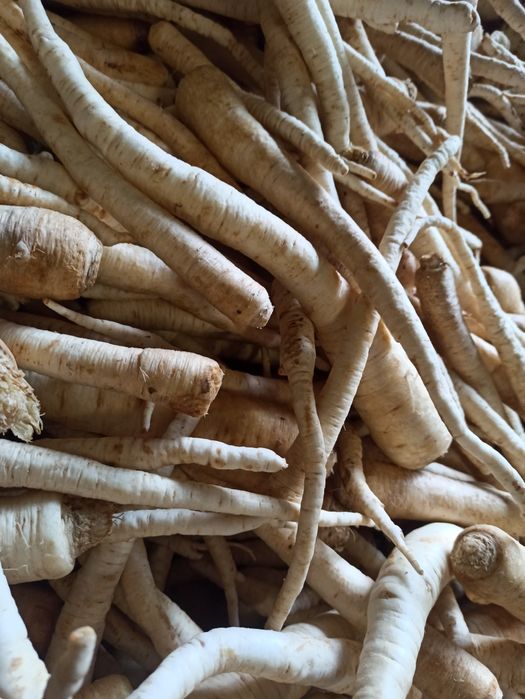 Marchew ,marchewka , pietruszka