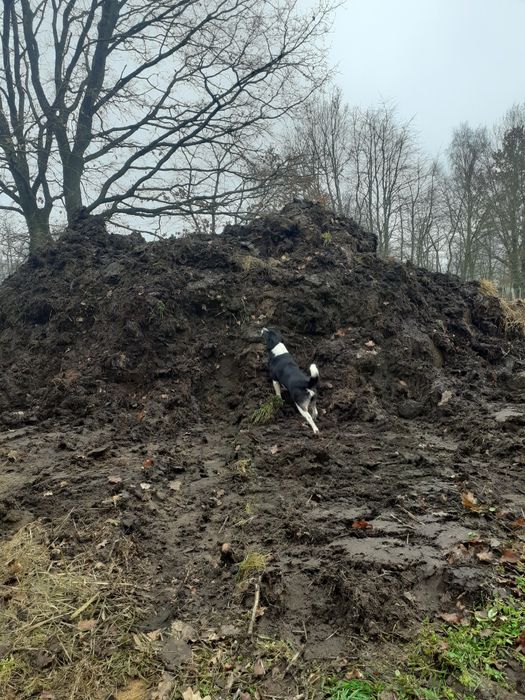 Obornik sezonowany bydlęcy