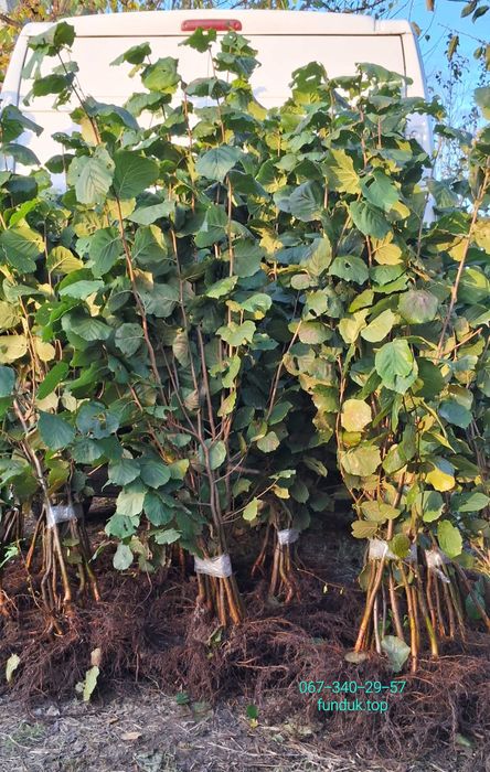 Саджанці фундука. Каталонський, Гарібальді, Трапезунд. Та інші.