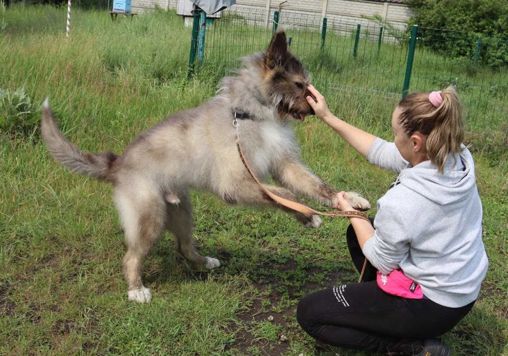 duży pies czeka na dom