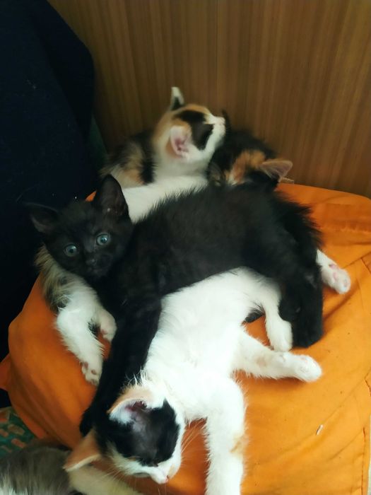 Віддам кошенят безкоштовно