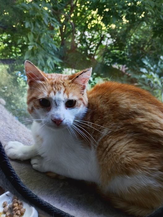 Cudowny Garfield szuka domku