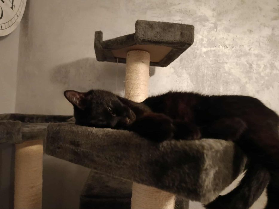 Hugo – kocia towarzyszka z sercem na dłoni!