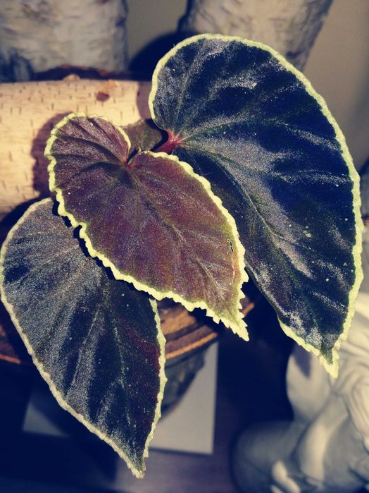 Begonia Darthvaderiana RZADKOŚĆ kolekcjonerska nie variegata monstera filodendron