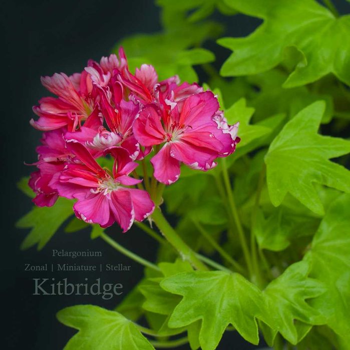 Kitbridge - стеллар, звездчатая золотолистная пеларгония: 80 грн ...