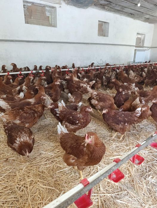 Продам Курей-несушок! Доставка безкоштовна! ГАДЯЧ