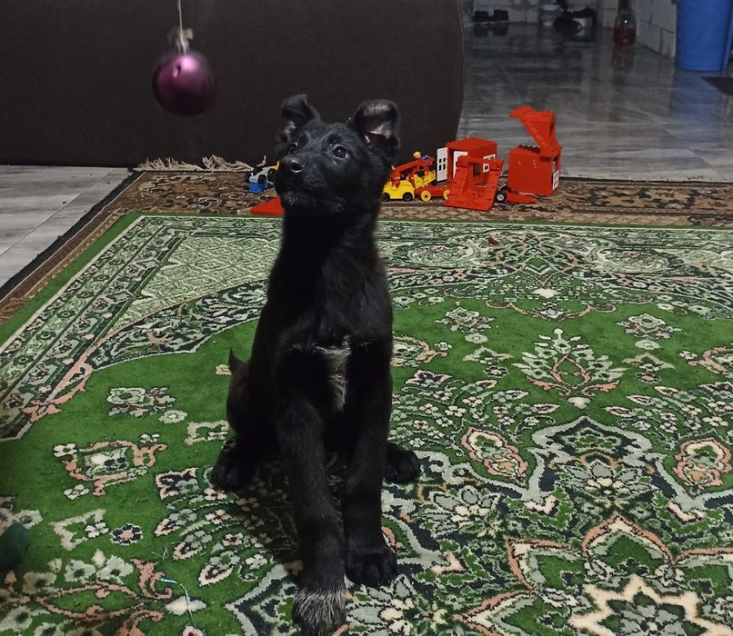 Бельгійська вівчарка