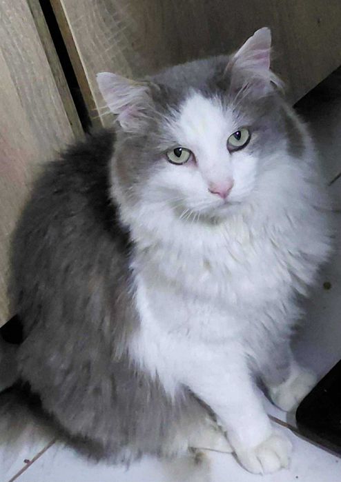 Duzy piękny kocurek w typie rasy syberyjskiej szuka domu