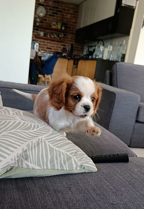 Cavalier King Charles spaniel samczyk
