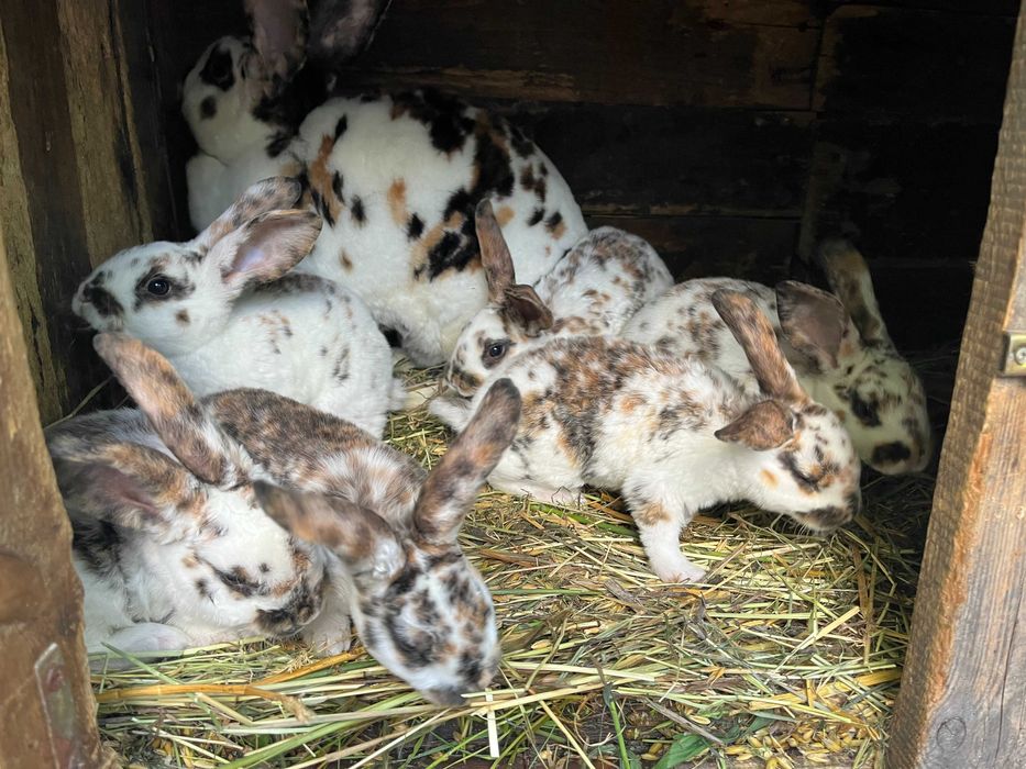 Królik REXY trójbarwne