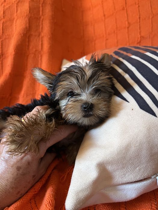 Yorkshire terrier femea miniatura excelente