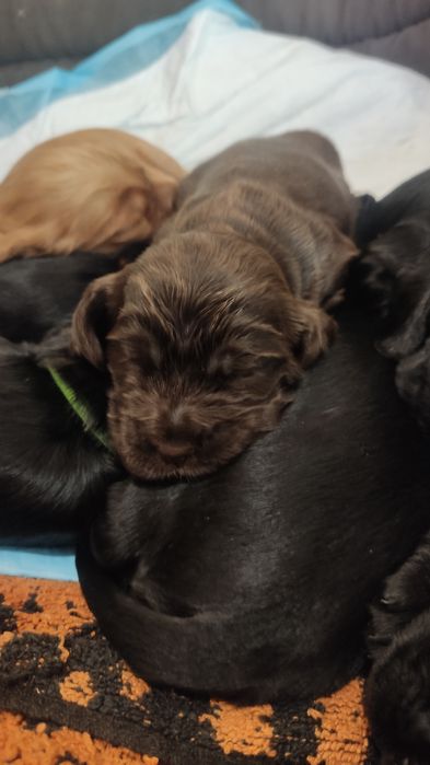 Cocker spaniel suczka czekoladowa