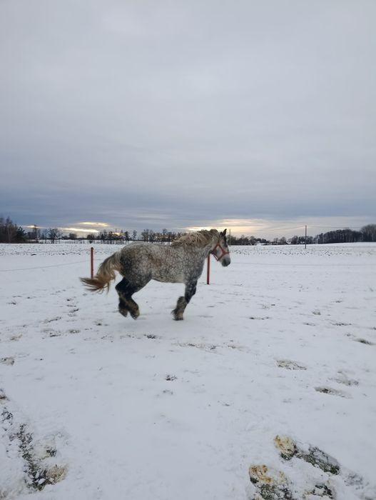 Klacz zimnokrwista Perszeron