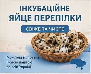 Яйця бройлера для інкубатора