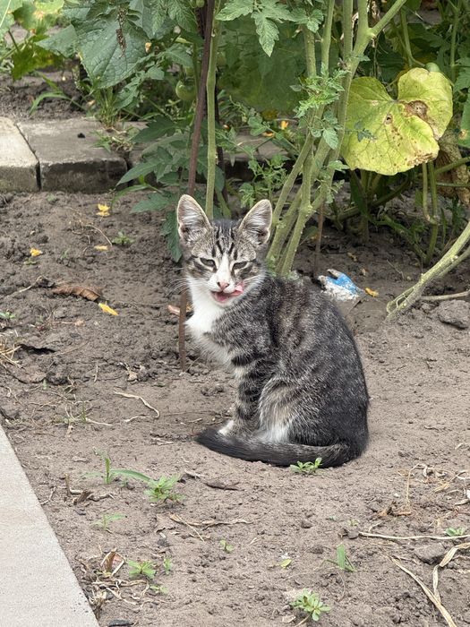 Котики шукають свою  домівку