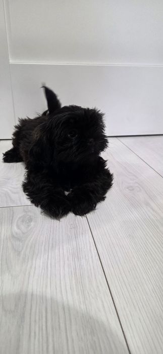 Shih tzu czarny piesek