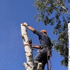 Спиляти, Зрізати ДЕРЕВО. Спилить, Обрезать ДЕРЕВО. Расчистка участка