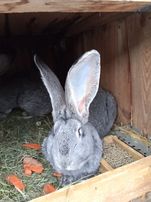 Króliki Belgii ,szynszyle,srokacze, czarne, białe.