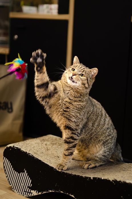 Kot, kocurek, kociak, kocurek szuka domu