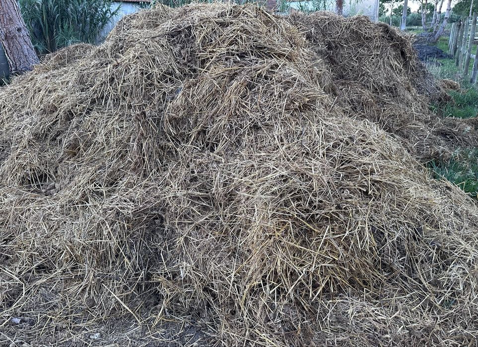 Estrume de cavalo