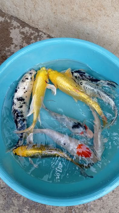 Carpas koi tosai premium