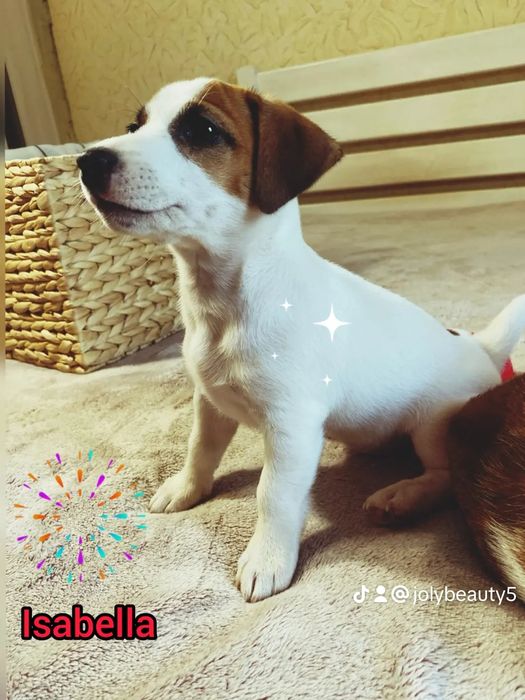 Продаються Суперові Джекі!!!