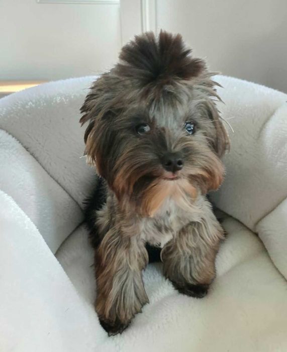 Yorkshire terrier Chłopczyk Natan