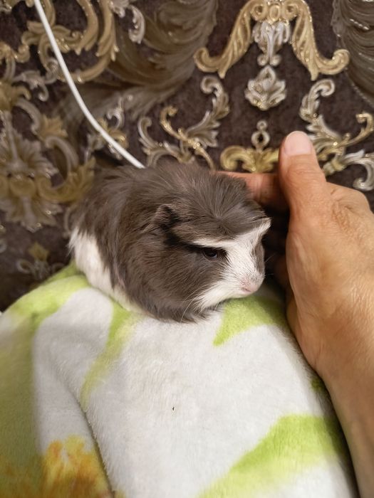 Морская свинка Коронет