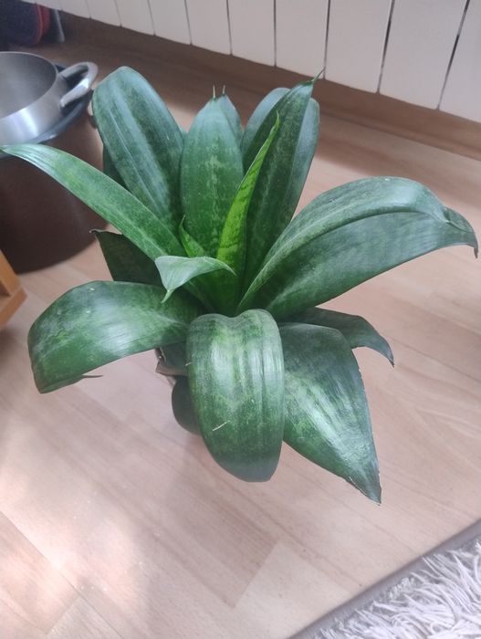 Sansevieria kwiat doniczkowy