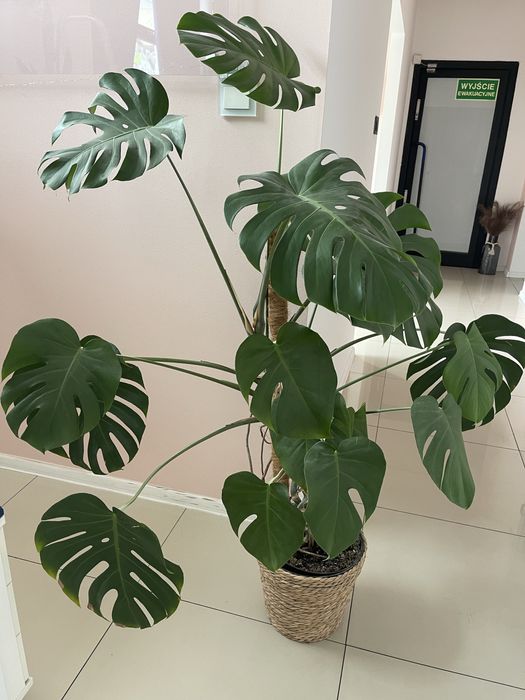 Monstera kwiat duza 1,5 metra Tarnowskie Gry  OLX.pl