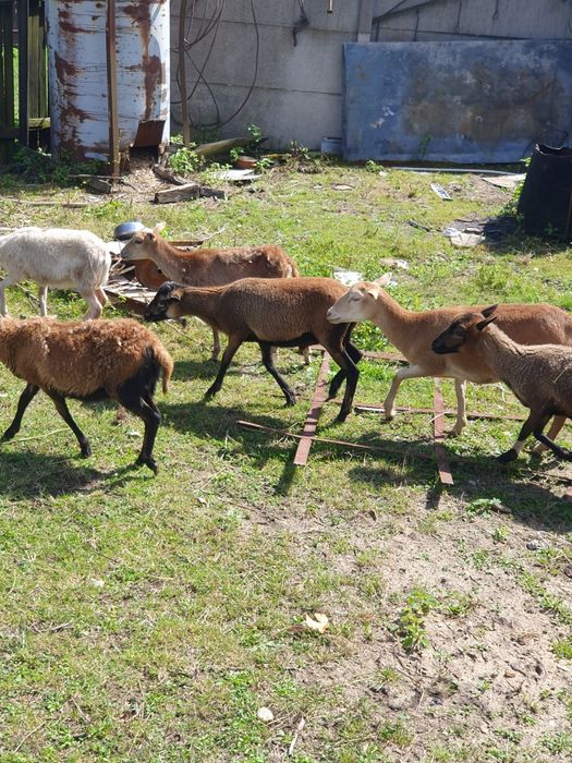 Owce kamerunskie, mix dorper