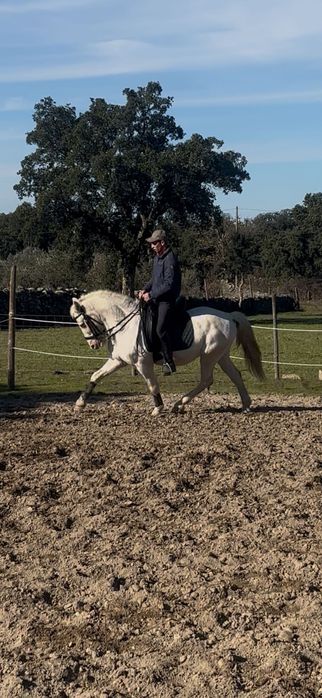 Cavalo Isabel montado e engatado