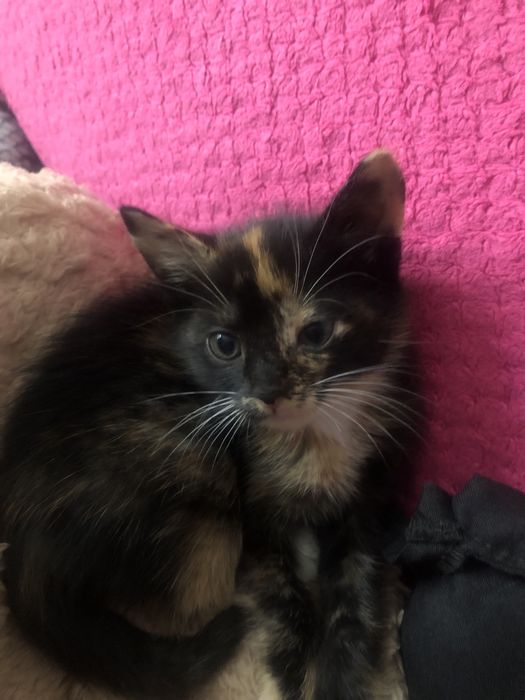 Котенок трех цветный