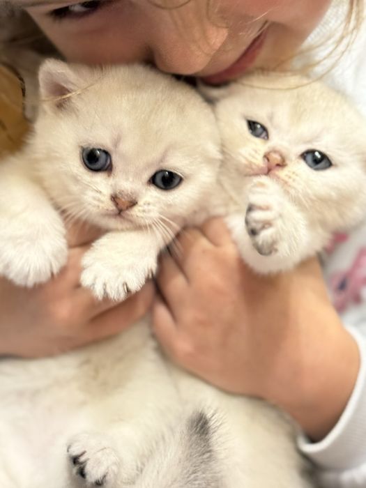Продам котят Британская шиншилла