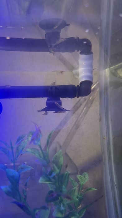 Camarões de Aquário