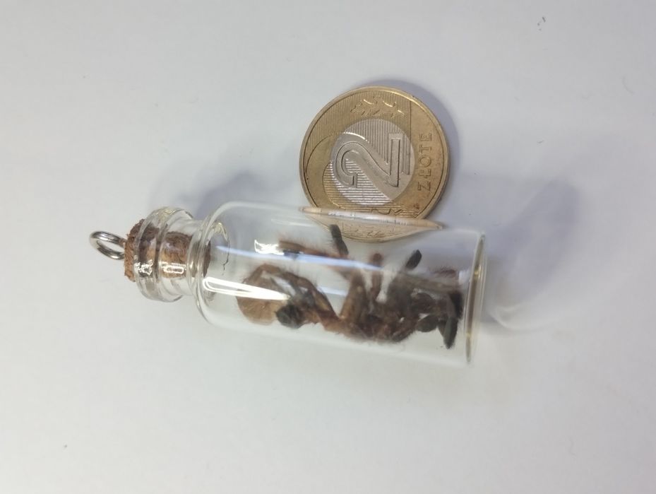 Butelka z wylinką ptasznika Psalmopoeus Victorii