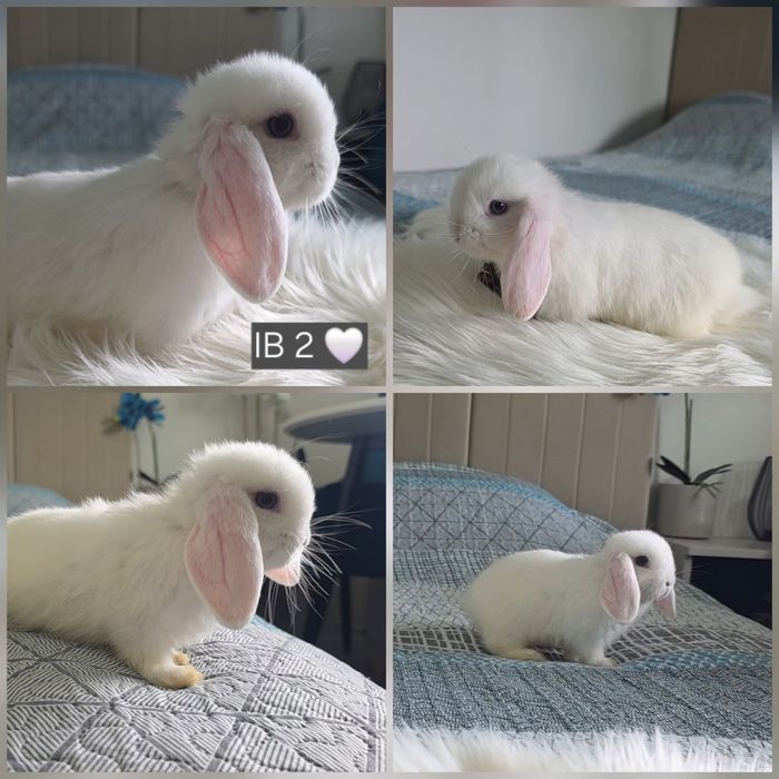 Króliczki Mini Lop białe małe zarejestrowana hodowla pomorskie karzełki baranki