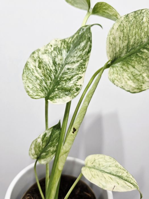 Monstera Deliciosa Mint