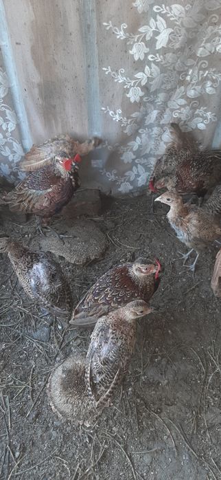 Мисливський фазан