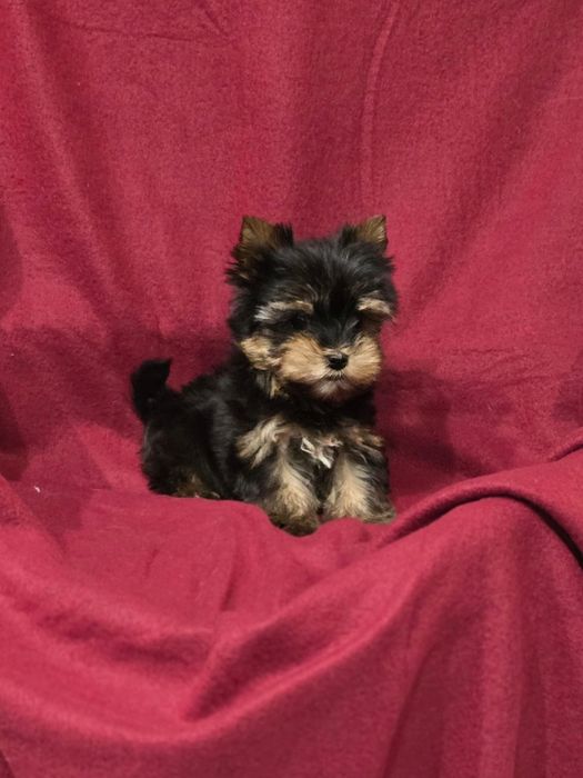 Piesek mini do 1,5kg Yorkshire Terrier