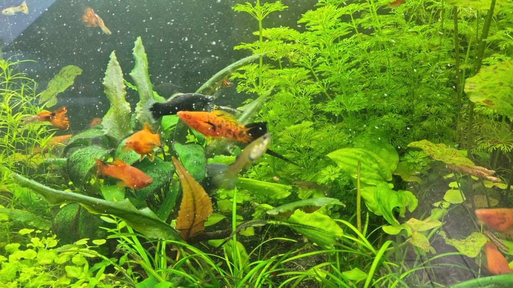 Narybek mieczyka po pięknych rodzicach