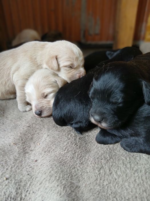 Oddam szczeniaki (rezerwacja wszystkich piesków)