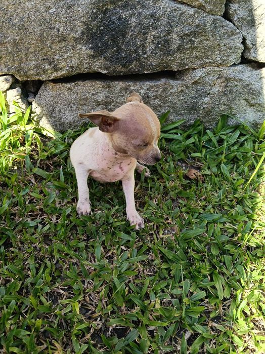 Chihuahua miniatura vacinado