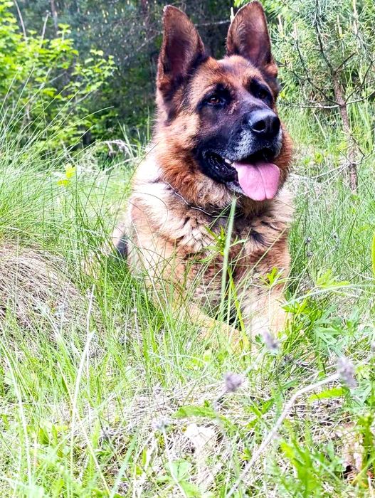 Німецька вівчарка.