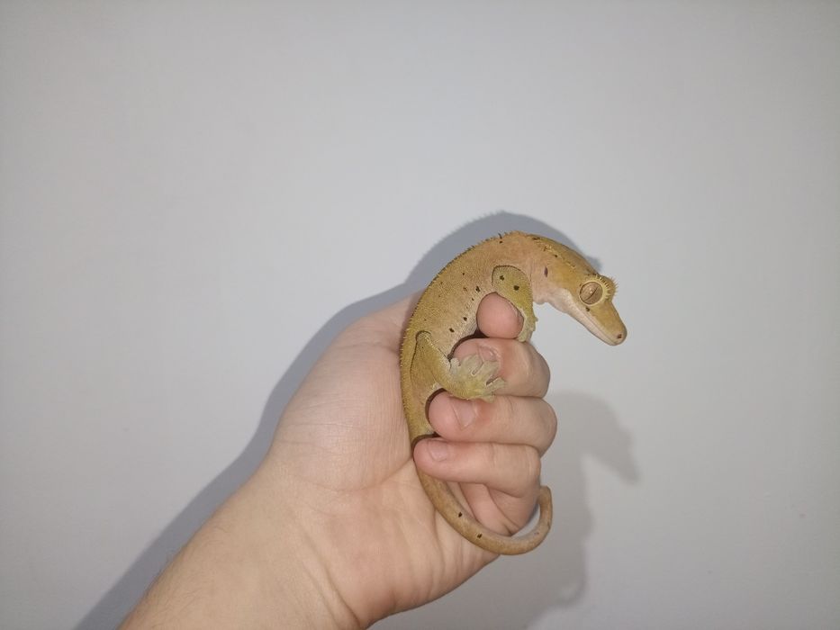 Gekon z terarium