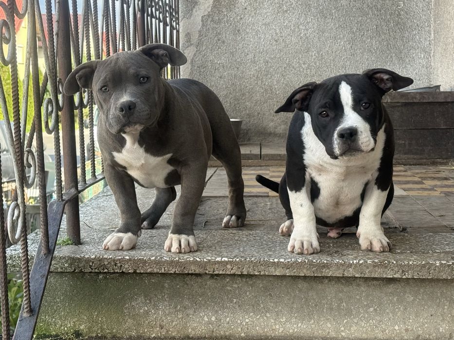 American Bully Pocket piękny błekitny piesek