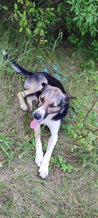 Прилаштовую собаку в добрі руки! Молодий кобель, десь до 2 років, ГАРНИЙ ОХОРОНЕЦЬ, ДОБРИЙ