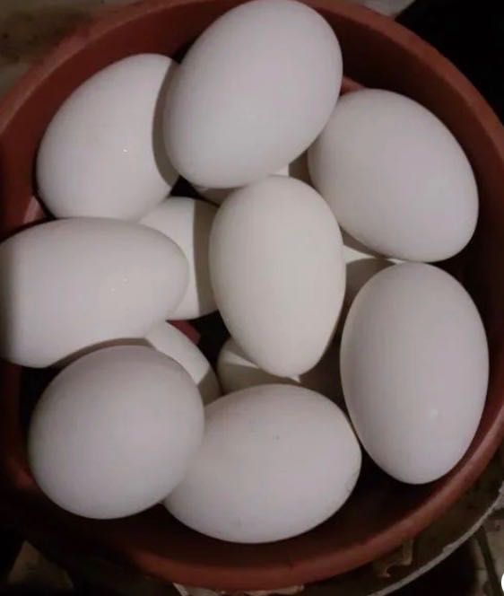 Jaja z młodych gęsi