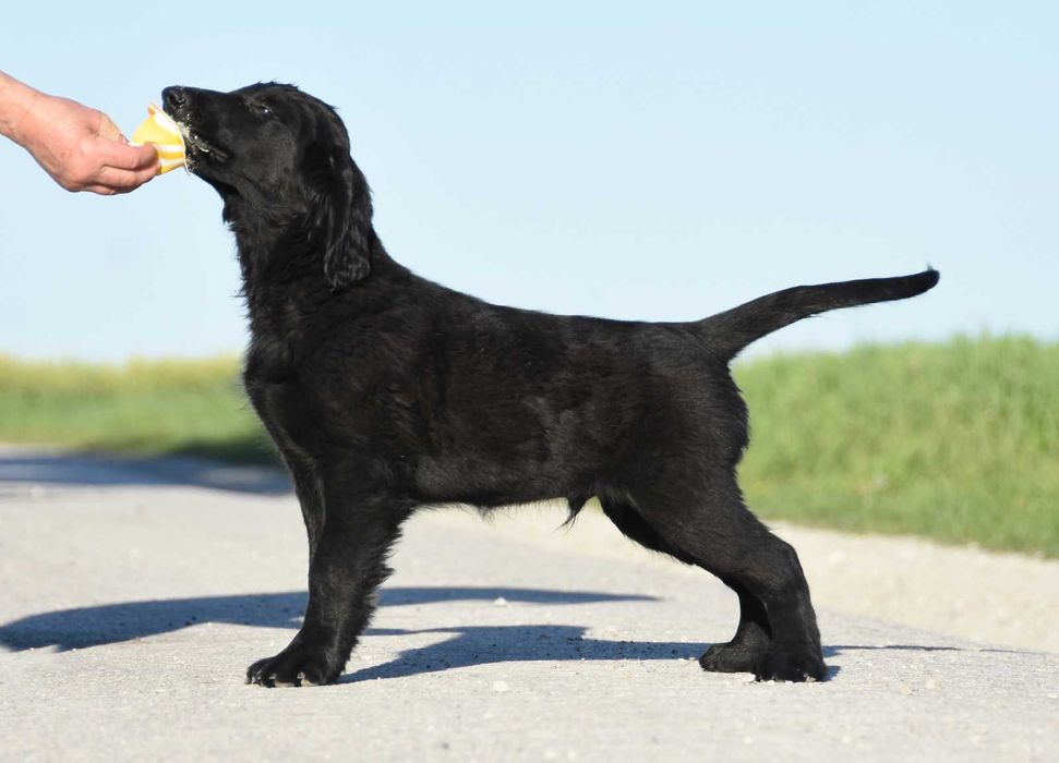 FLAT COATED RETRIEVER - czarny chłopczyk z potencjałem :)